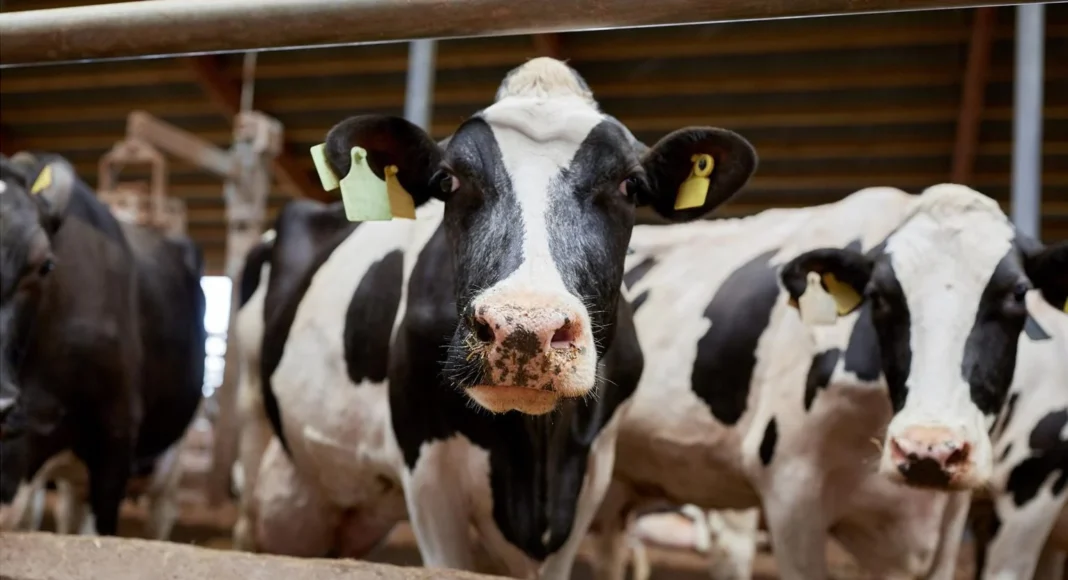 Cows-in-Cowshed-on-Dairy-Farm-1536x1024